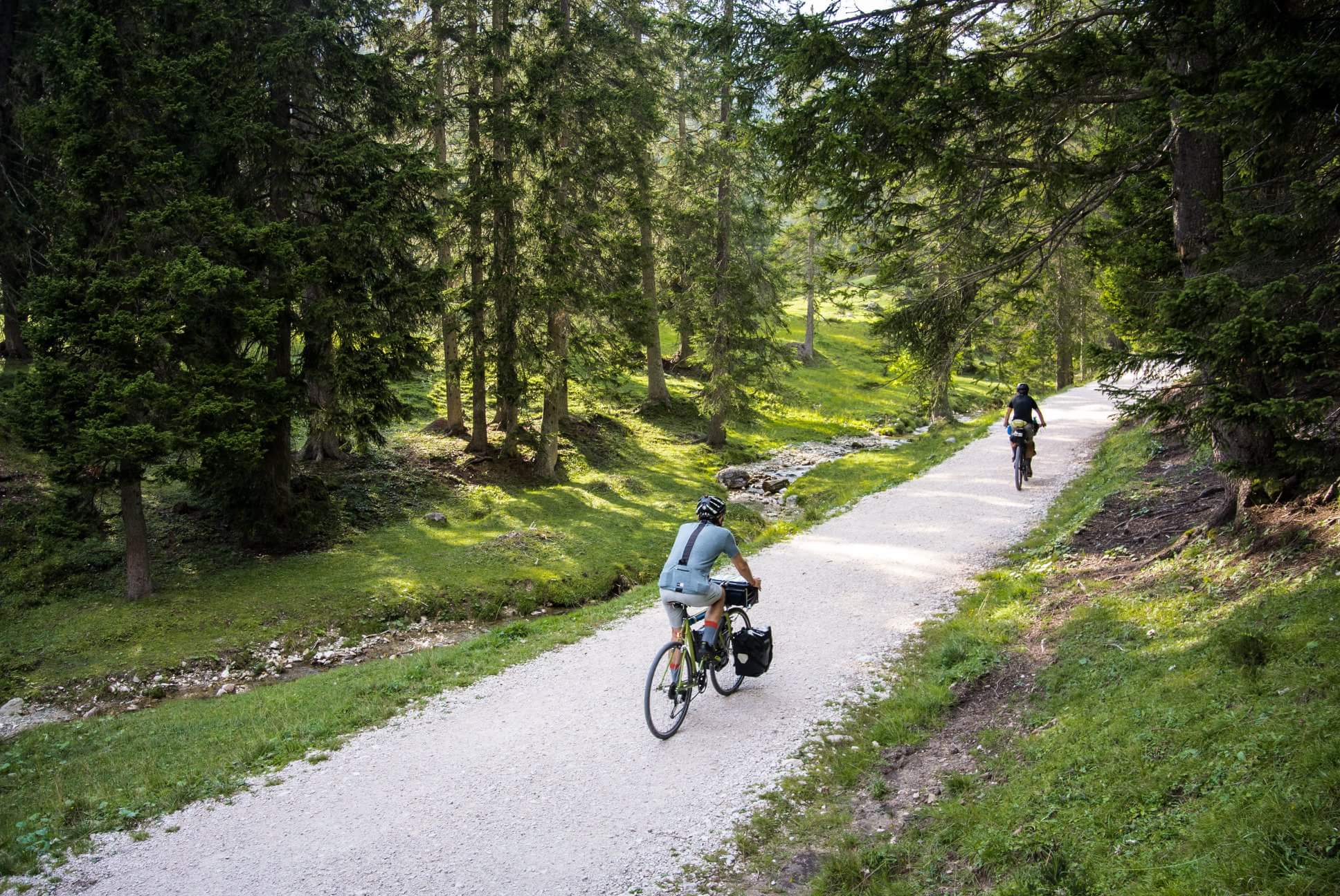 Forest trail bike‑packing scene